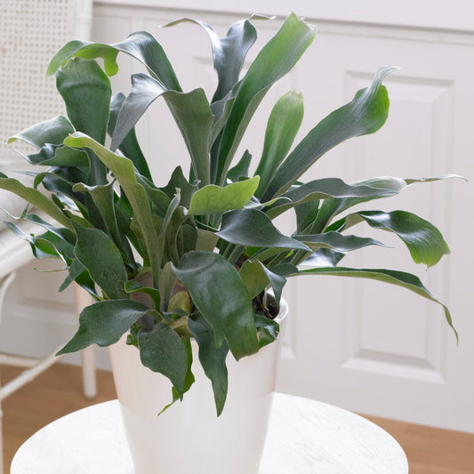 Fougère Corne de Cerf - Bakker