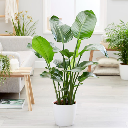 Strelitzia nicolai - Bakker