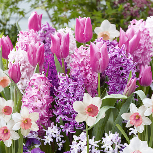 35 Bulbes de fleurs Bordure Rose en mélange - Bakker