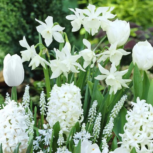35 Bulbes de fleurs Bordure Blanche en mélange - Bakker