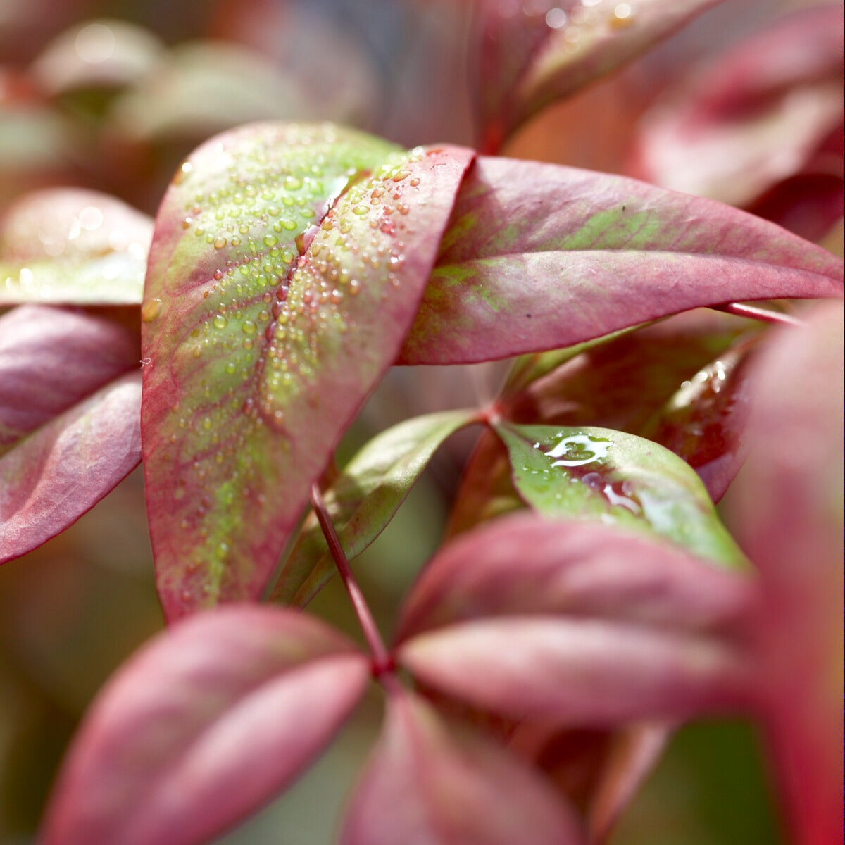 Arbustes fleuris - Bambou sacré 'Fire Power' - Nandina domestica Fire Power