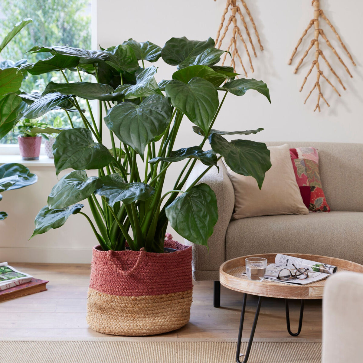 Oreille d'éléphant naine - Alocasia - Bakker