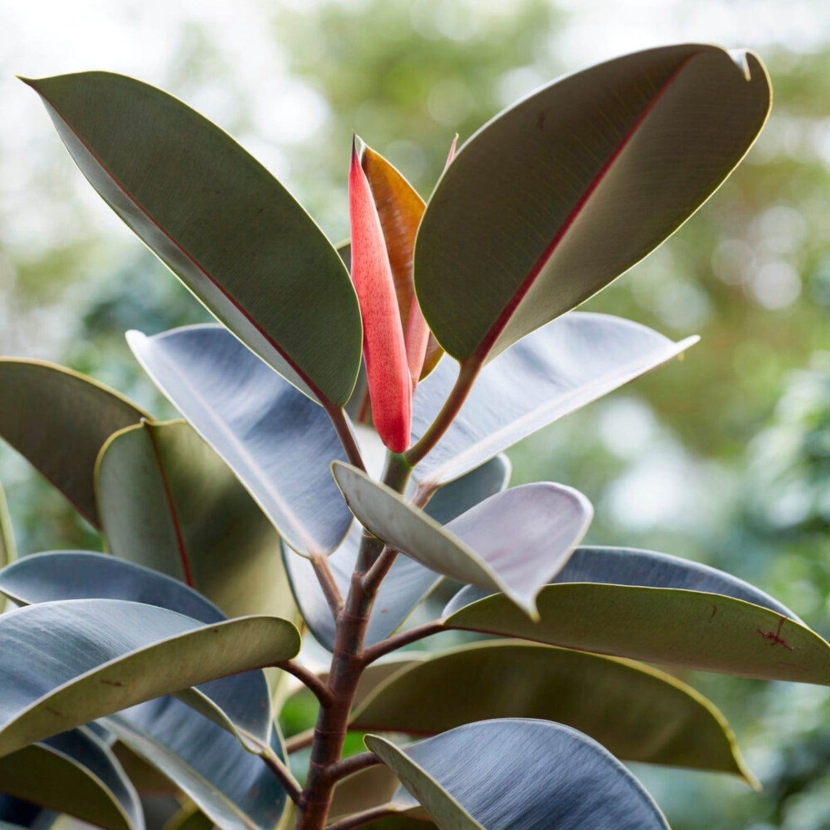 Caoutchouc Robusta - Ficus elastica Robusta - Bakker