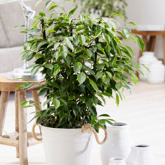 Ficus benjamina Anastasia - Bakker