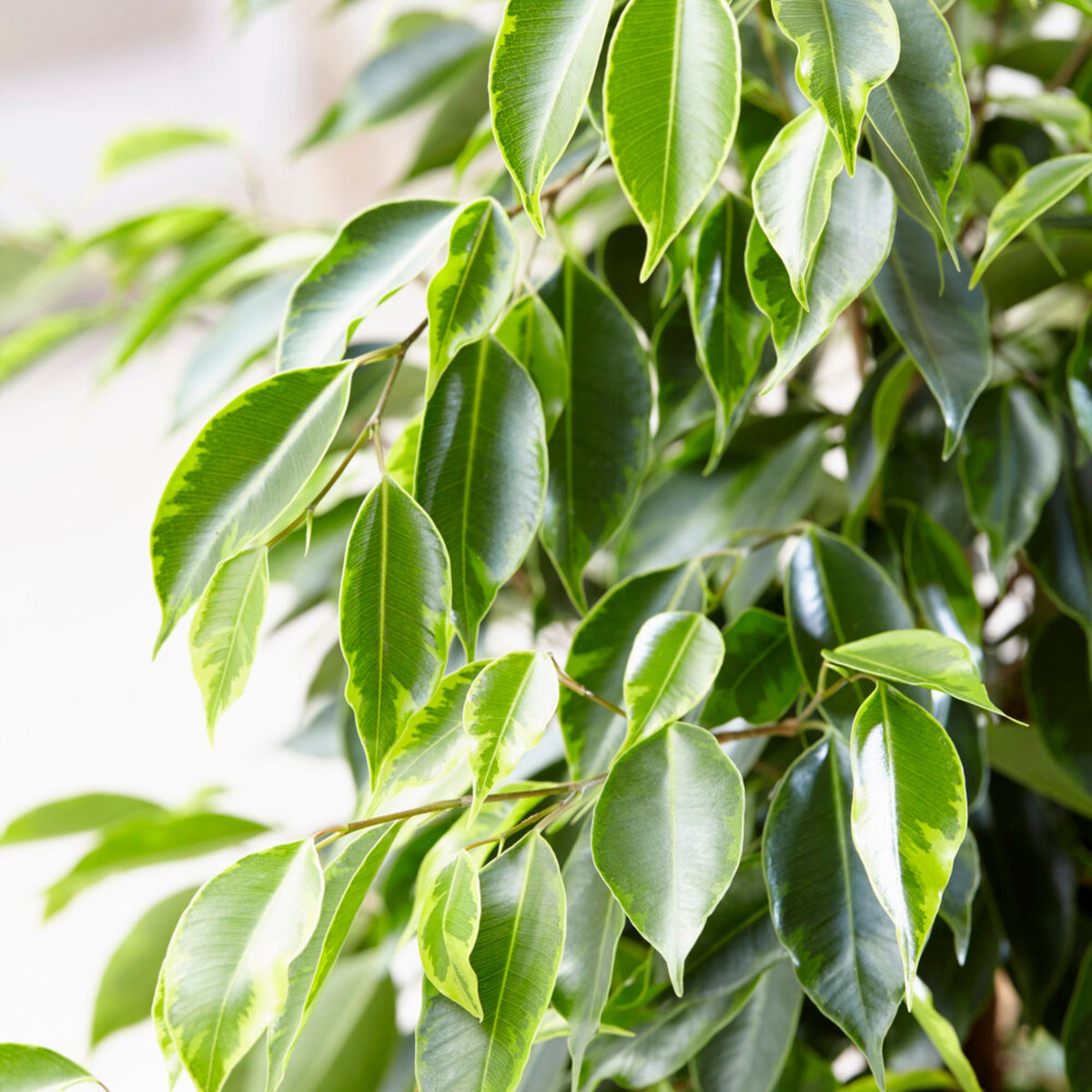Ficus benjamina Anastasia - Ficus benjamina Anastasia - Bakker