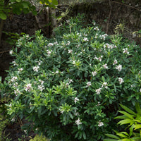 Daphne transatlantica Eternal Fragrance Blafra - Daphne x transatlantica Eternal Fragrance Blafra - Arbustes