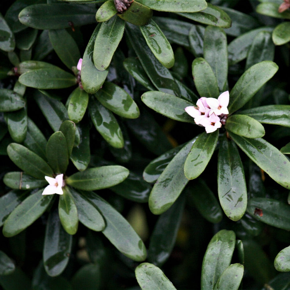 Daphne transatlantica Eternal Fragrance Blafra - Daphne x transatlantica Eternal Fragrance Blafra - Bakker