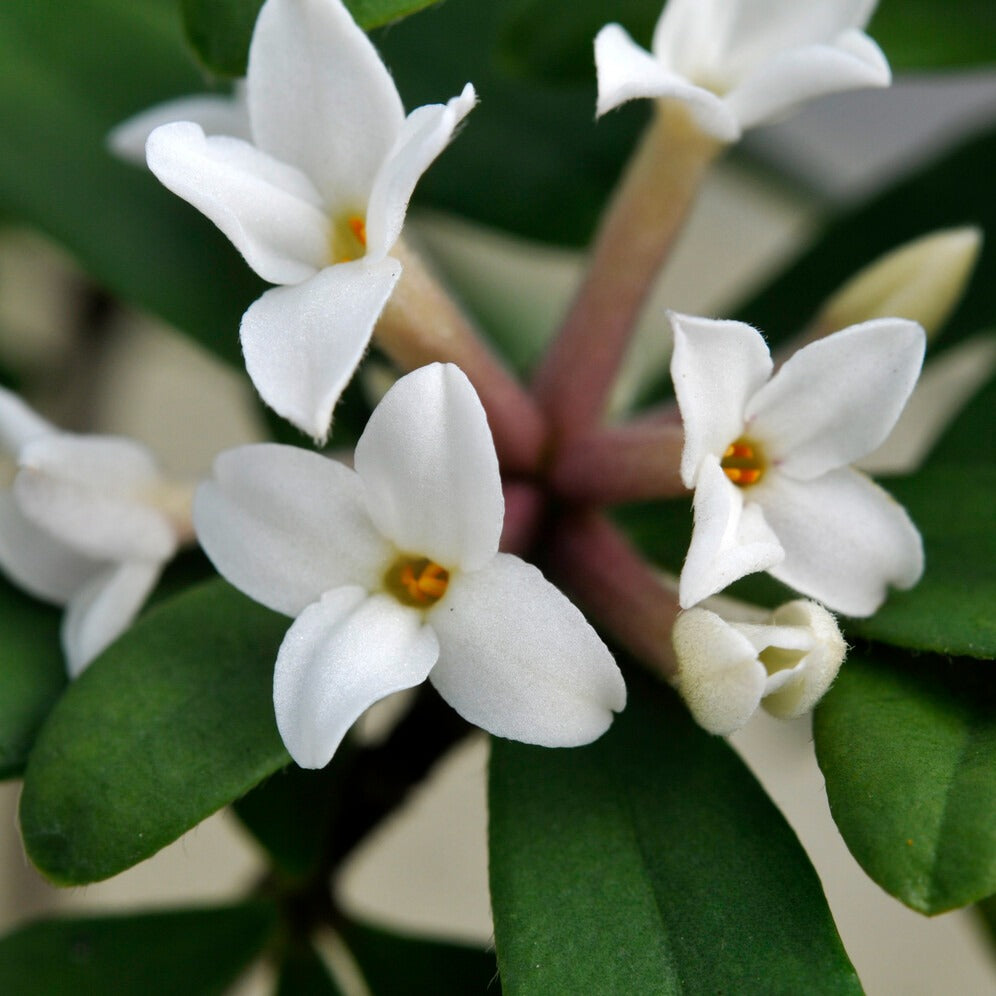 Daphne x transatlantica Eternal Fragrance Blafra - Daphne transatlantica Eternal Fragrance Blafra - Arbustes fleuris