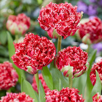 5 Tulipes dentelées double Qatar - Bakker