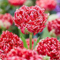 5 Tulipes dentelées double Qatar - Tulipa Crispa Qatar - Bakker