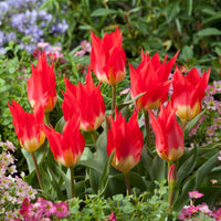 Tulipa Fosteriana Flames Mystery - 5 Tulipes 'Flames Mystery' - Bulbes de Tulipe