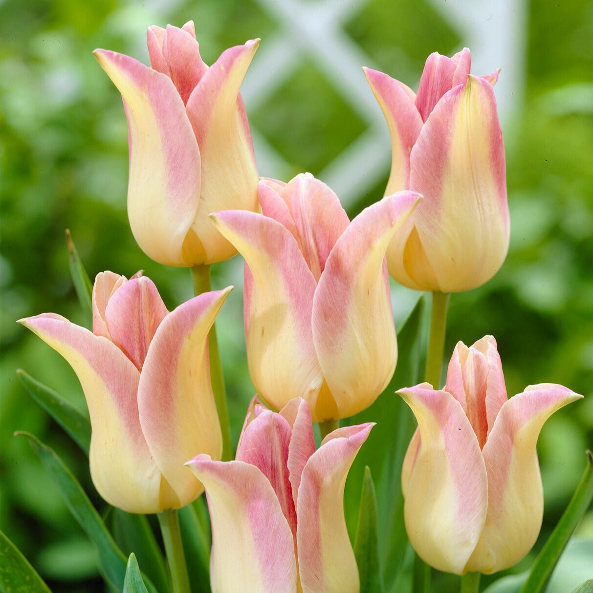 5 Tulipes fleur de lis 'Elegant Lady'