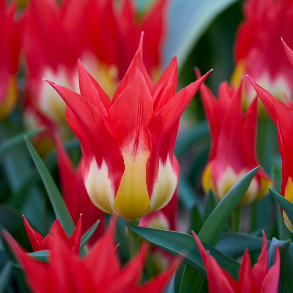 Bulbes de Tulipe - 5 Tulipes 'Flames Mystery' - Tulipa Fosteriana Flames Mystery