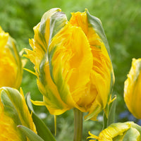 5 Tulipes 'Jan Van Nes Parrot' - Tulipa Parrot Jan van Nes - Bakker