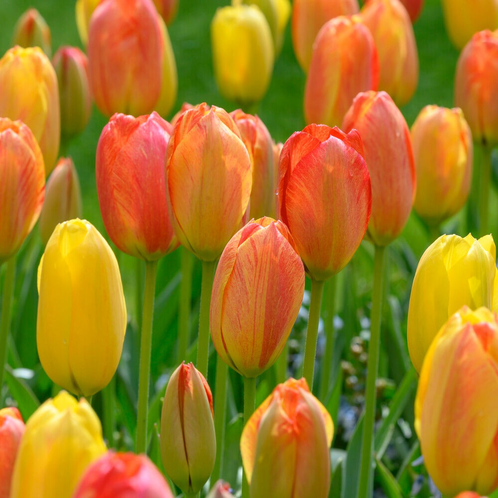 Tulipa Single Late Rhapsody of Smiles - 5 Tulipes 'Rhapsody of Smiles' - Bulbes de Tulipe