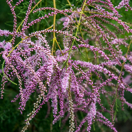 Tamaris d'été