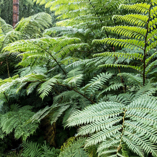 Fougère arborescente de Tasmanie