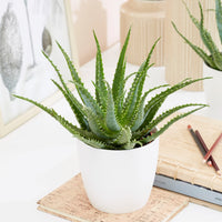 Aloe arborescens - Aloé en arbre - Plantes vertes d'intérieur