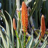 Aloé en arbre - Aloe arborescens - Bakker