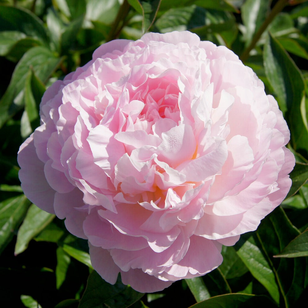 Pivoine Albert Crousse - Paeonia lactiflora Albert Crousse - Bakker