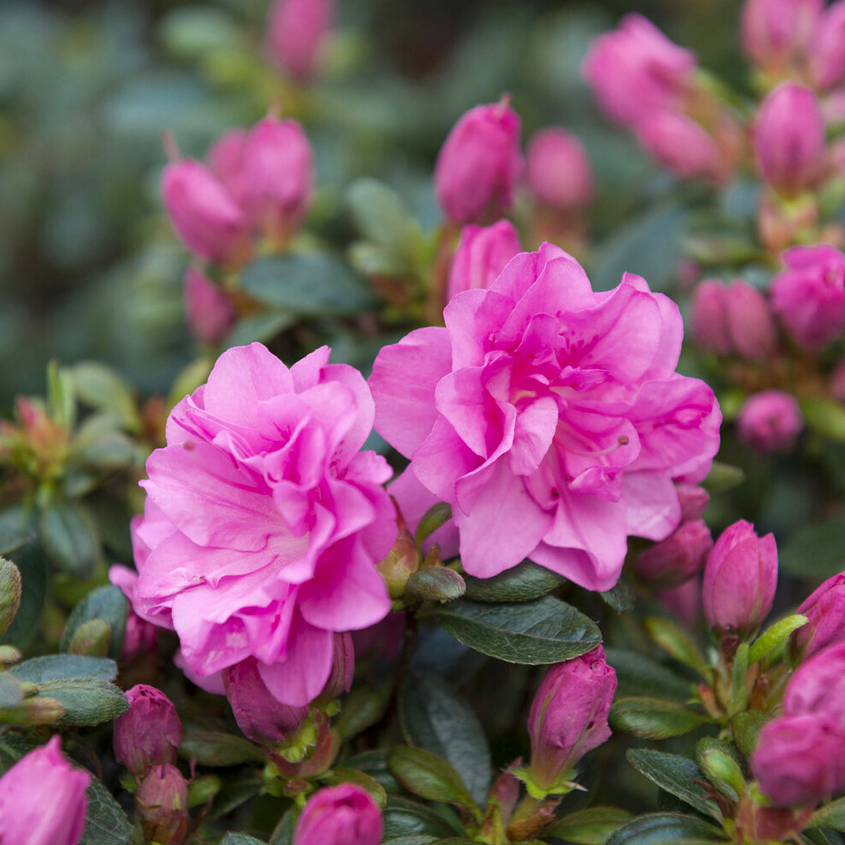 Azalées - Azalée du Japon Lilac Surprise - Azalea japonica Lilac Surprise
