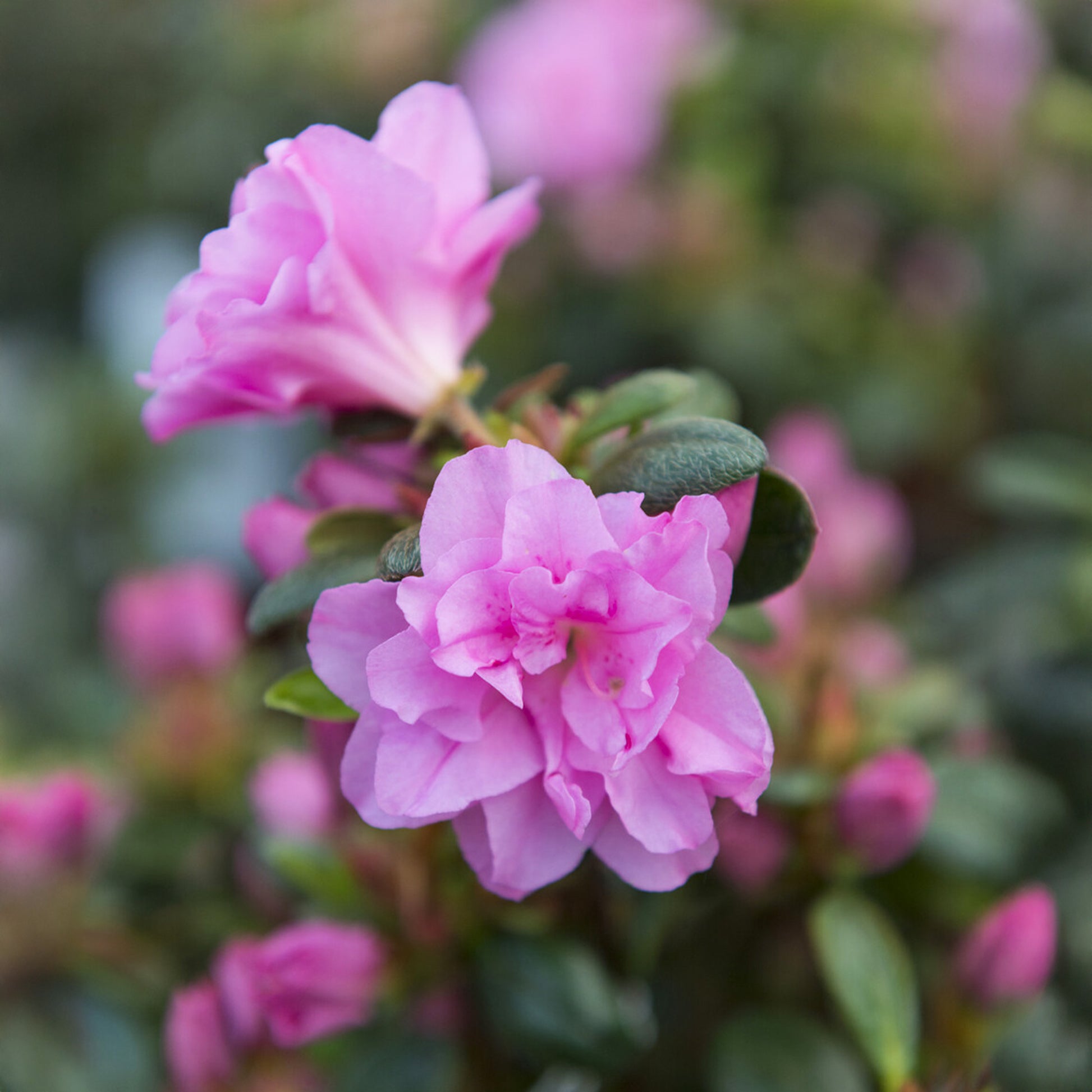 Azalée du Japon Lilac Surprise - Azalea japonica Lilac Surprise  - Bakker