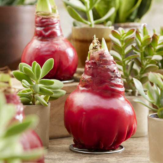 Wax Amaryllis  Gloss X Mas Red - Bakker
