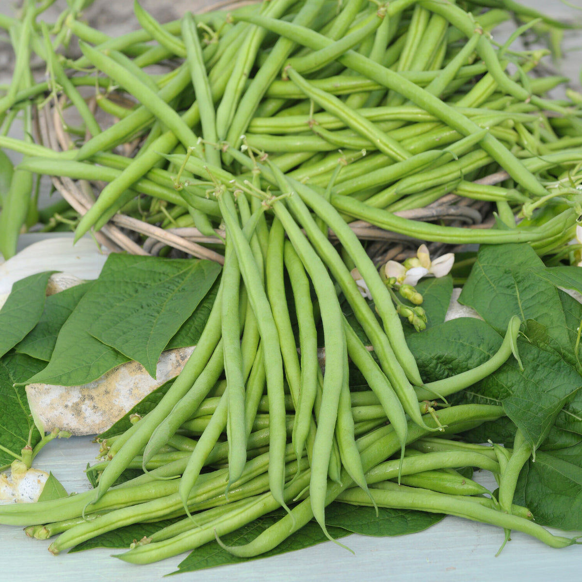 Haricot nain mangetout Castandel - Phaseolus vulgaris nain mangetout castandel (obt. clause) - Bakker