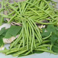 Haricot nain mangetout Castandel