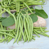 Haricot nain mangetout Castandel