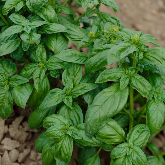 Basilic Grand vert - Bakker