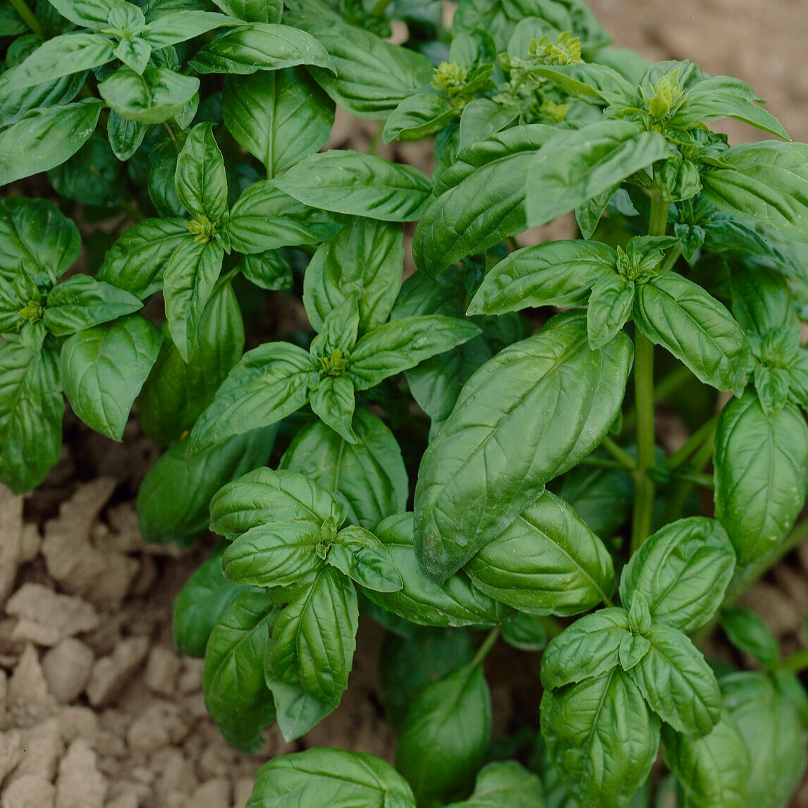 Collection de fines herbes : Persil, Basilic, Cerfeuil, Ciboulette - Bakker.com | France