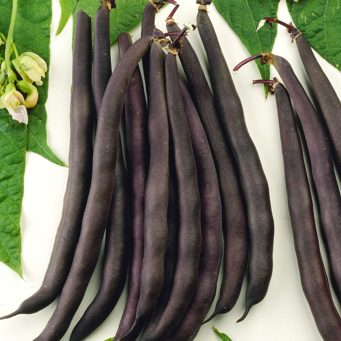Phaseolus vulgaris purple queen - Haricot mangetout Purple Queen - Graines de haricots