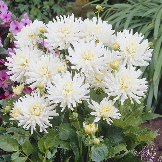 3 Dahlias cactus nain White Happiness - Bakker