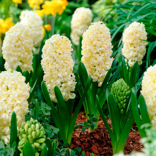 6 Jacinthes City of Haarlem jaune - Bakker