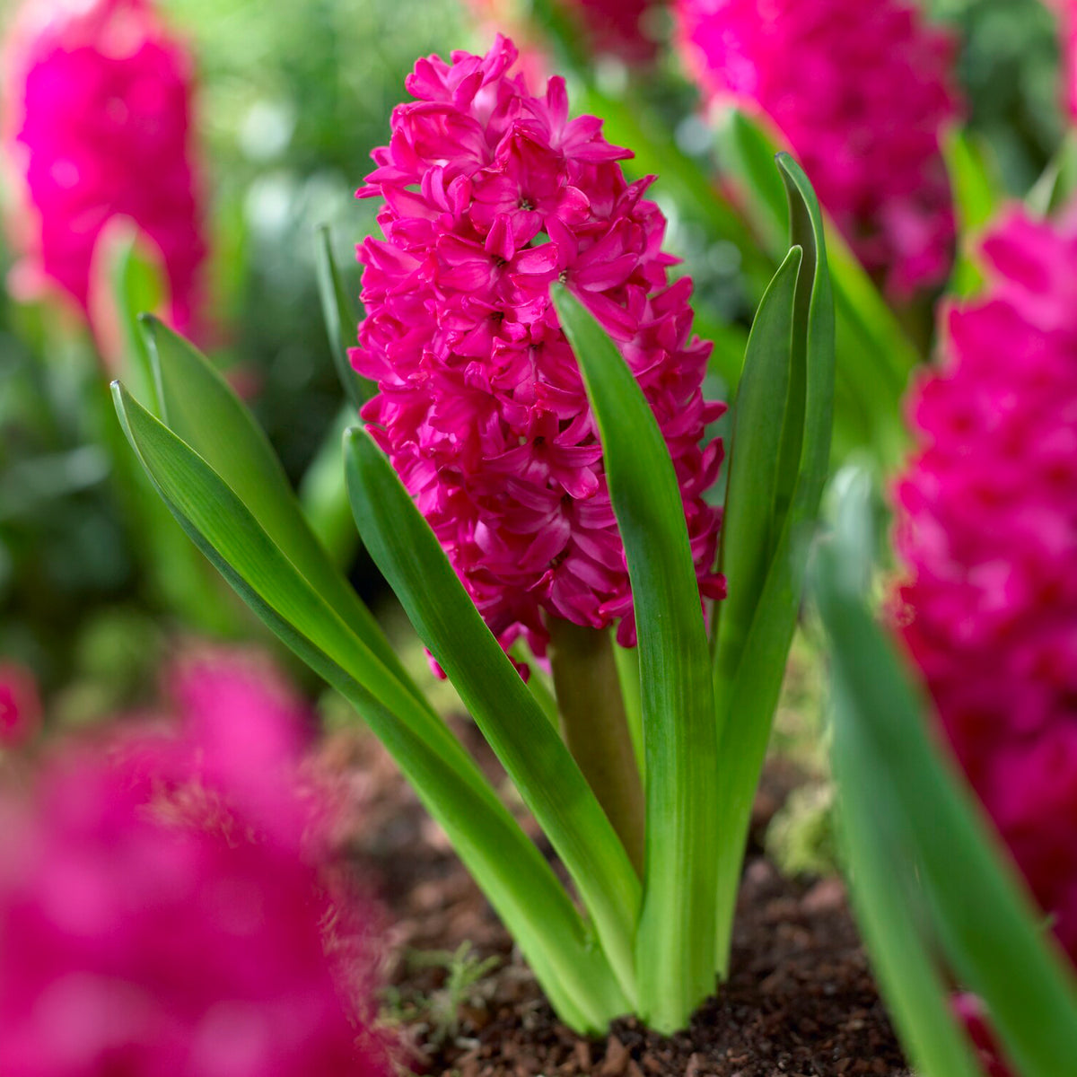 6 Jacinthes Jan Bos rouge - Bakker