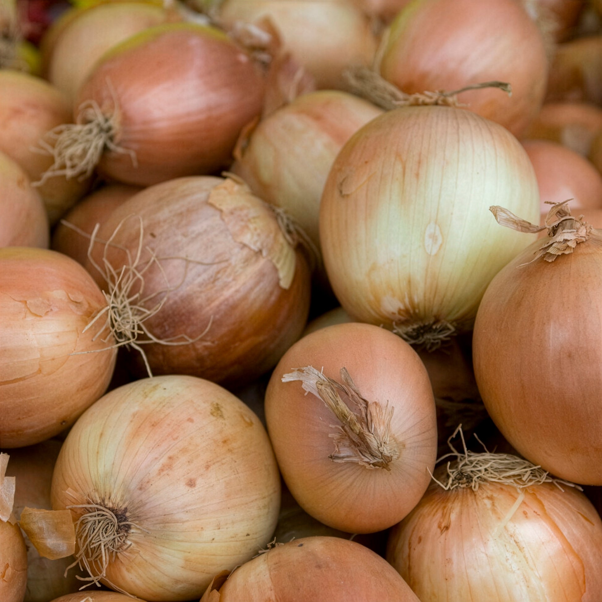 Allium cepa centurion f1 - Oignon Centurion F1 - Bulbes d'oignons