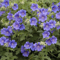 Geranium himalayense - Géranium vivace bleu de l'Himalaya - Géraniums
