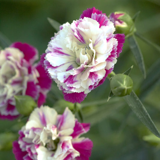 2 Œillets Paradis roses - Bakker