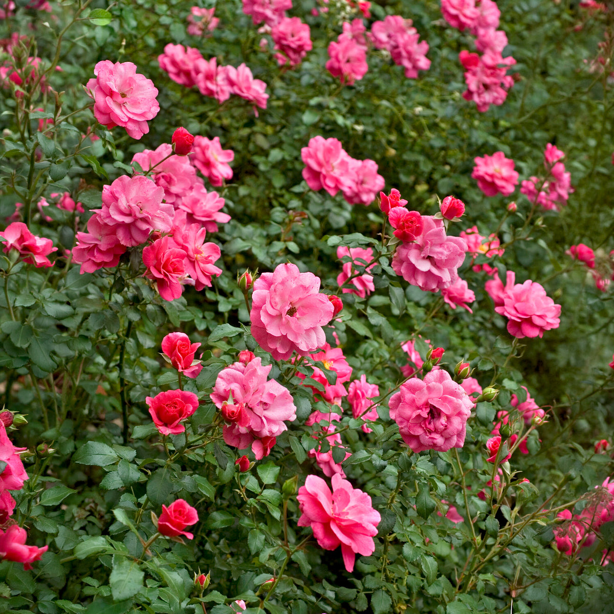Vente Rosiers couvre-sol Mirato ® - Rosa Mirato ®