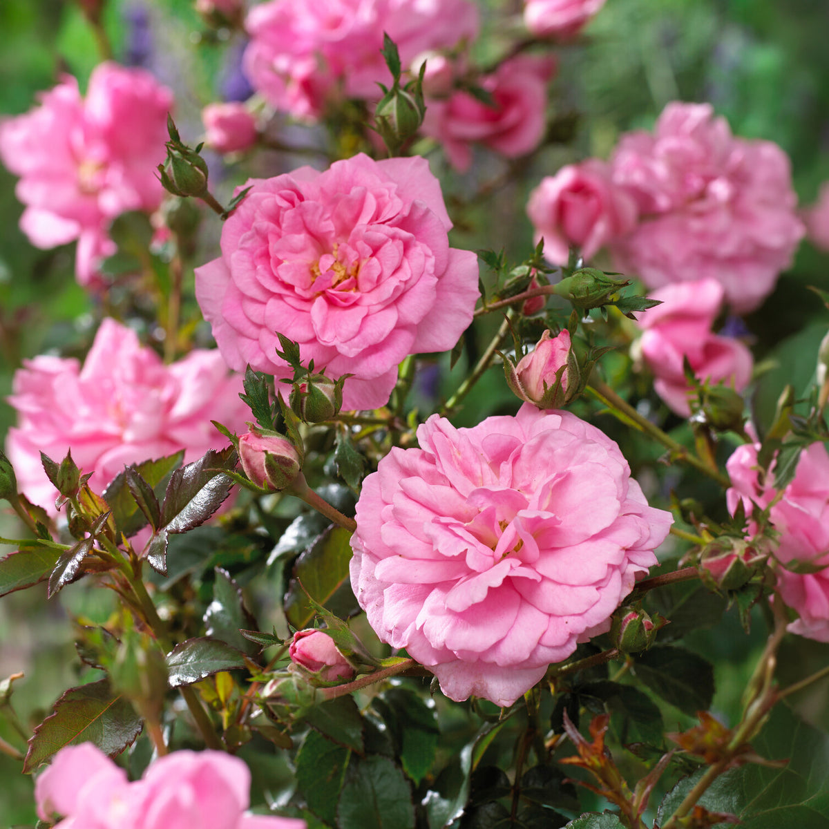 Rosiers couvre-sol - Rosiers couvre-sol Mirato ® - Rosa Mirato ®