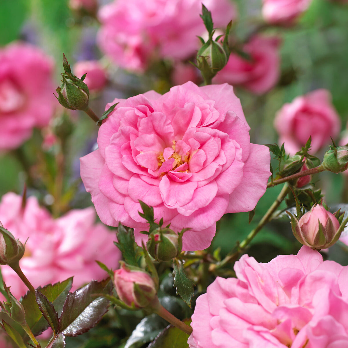 Vente Rosiers couvre-sol Mirato ®
