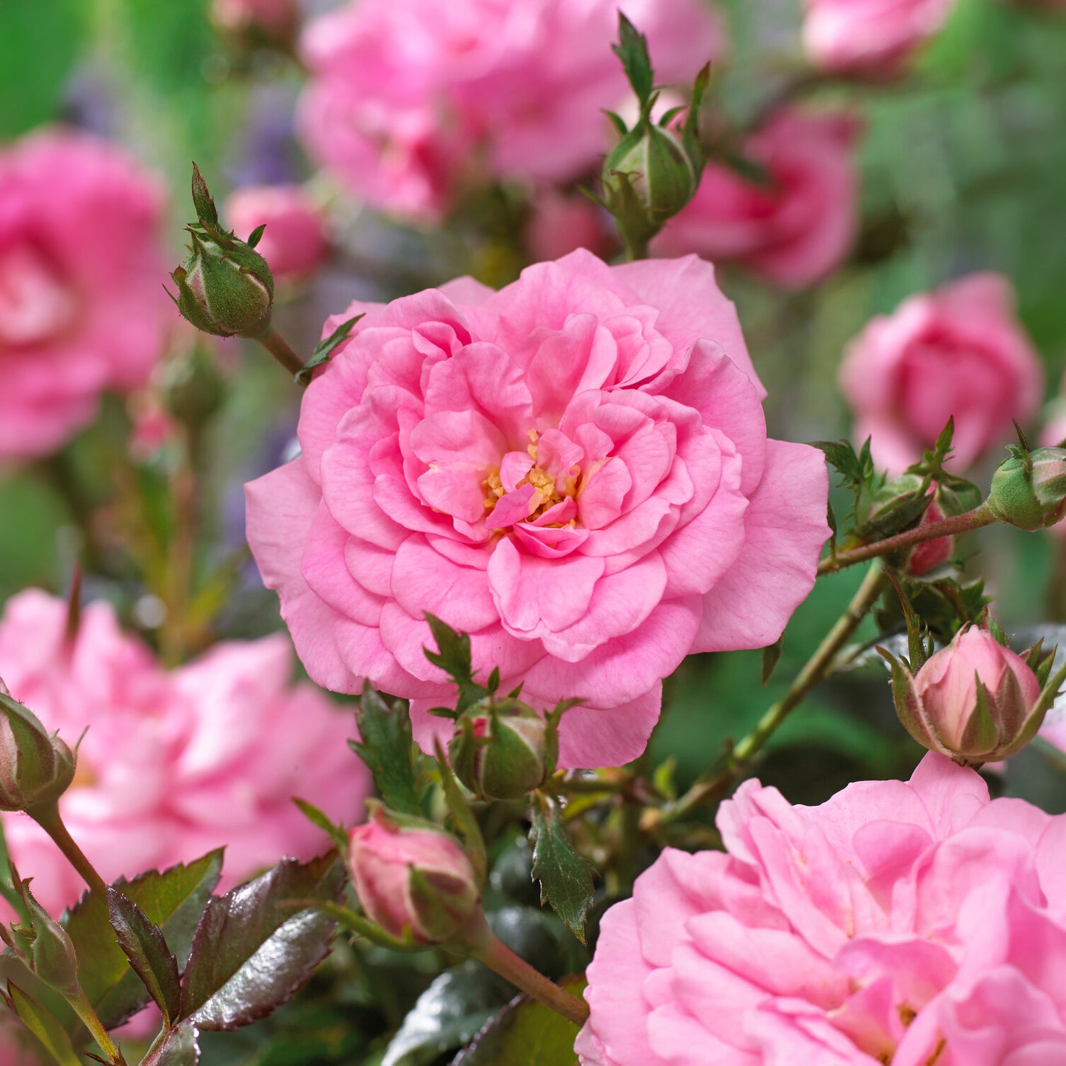 Vente Rosiers couvre-sol Mirato ®