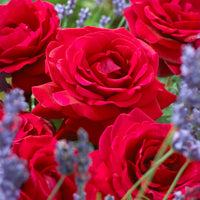 Rosier buisson La Magie du parfum (Duftzauber 84) - Bakker