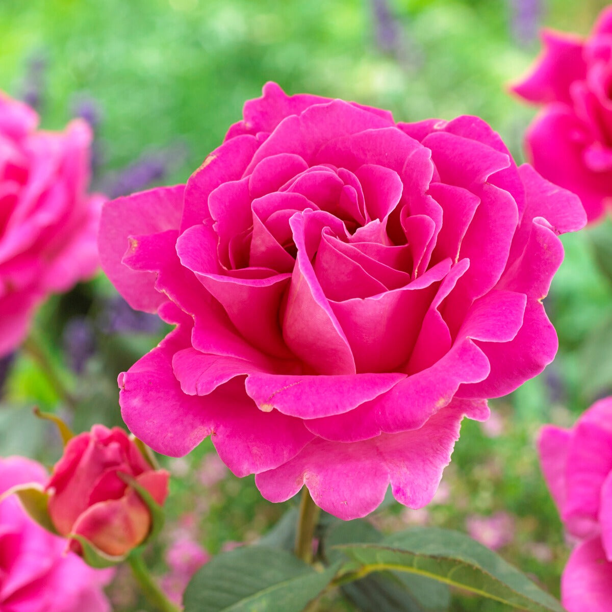 Rosier Pink Perfume - Rosa pink perfume - Bakker