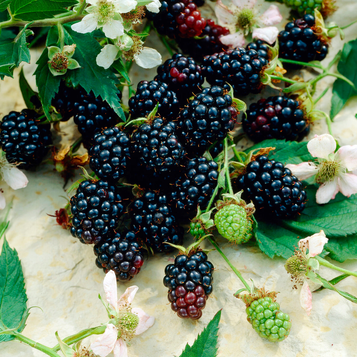 Mûrier Dirksen - Rubus fruticosus dirksen - Bakker