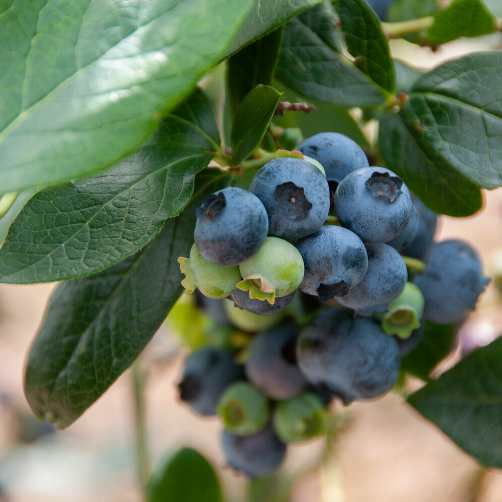 Vaccinium corymbosum Giant Patriot - Myrtillier 'Giant Patriot' - Myrtillers