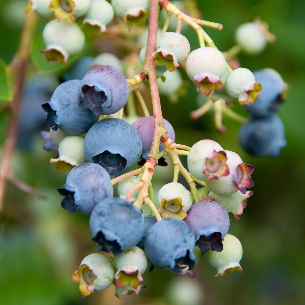 Vente Myrtillier 'Giant Patriot' - Vaccinium corymbosum Giant Patriot