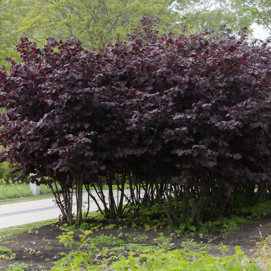 Noisetier pourpre - Bakker