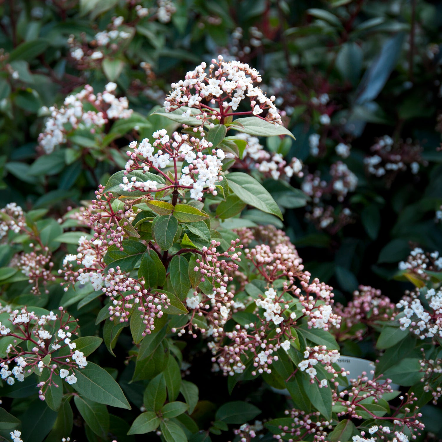 Viorne naine Spirit - Viburnum tinus Spirit - Bakker